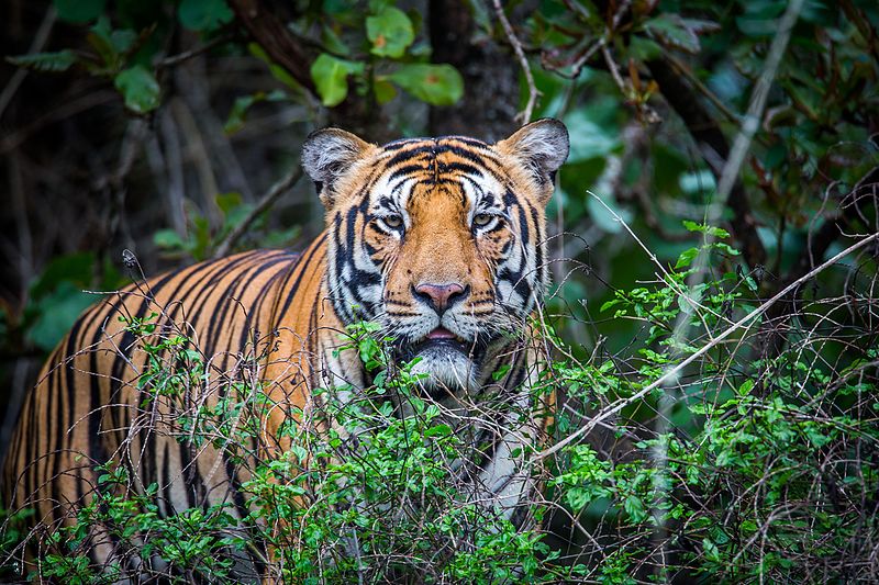 Bardiya Tiger Nepal
